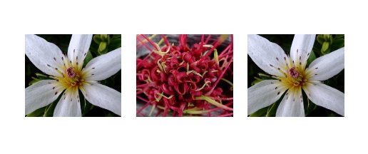 Puawhananga (Clematis) and Rewarewa (Honeysuckle)