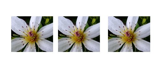 Puawhananga (NZ Clematis)