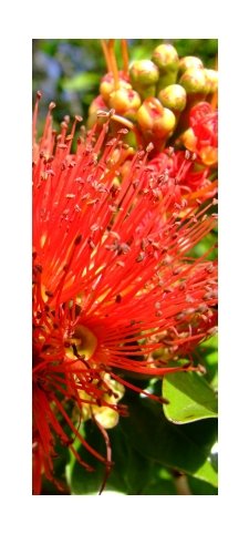 Northern Rata