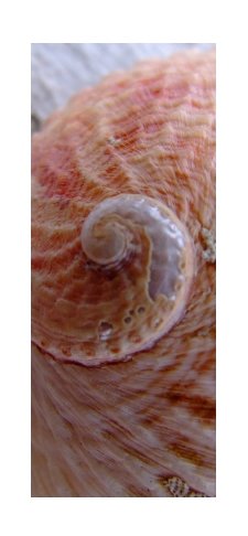 Paua Shell