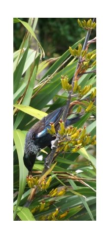 Tui, Wairarapa